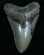 Beautiful Lower Megalodon Tooth - Dagger #5815-1